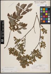Foto von Salix cinerea L. x Salix repens L.